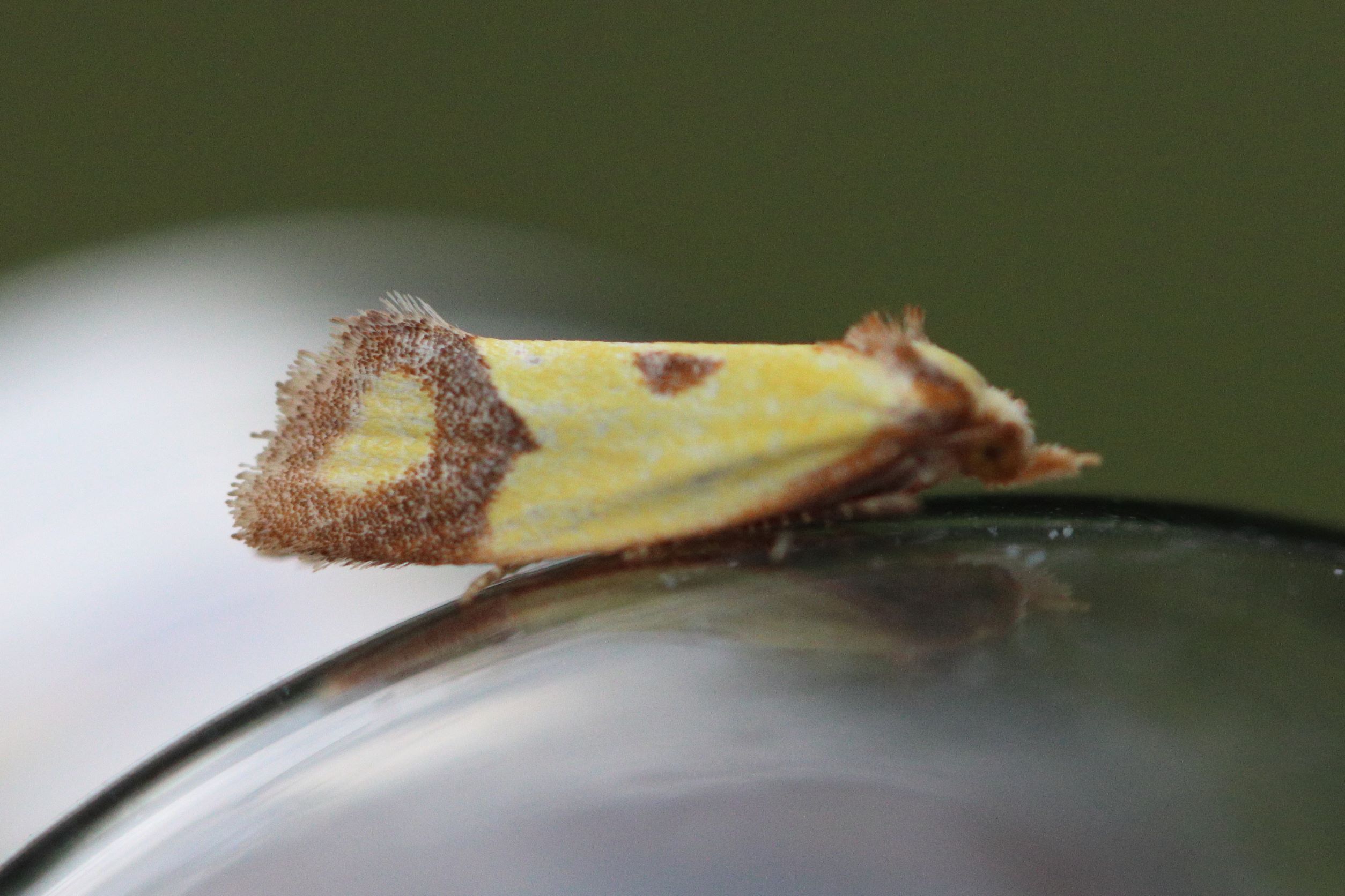 Photo of Knapweed Conch (Agapeta zoegana)